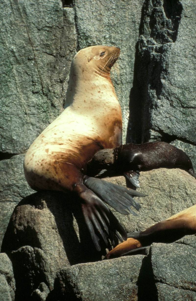 Steller Sea Lion with pub (Eumetopias jubatus) {!--큰바다사자-->; DISPLAY FULL IMAGE.