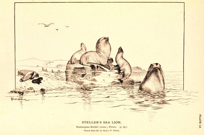 Steller Sea Lion group (Eumetopias jubatus) {!--큰바다사자-->; DISPLAY FULL IMAGE.