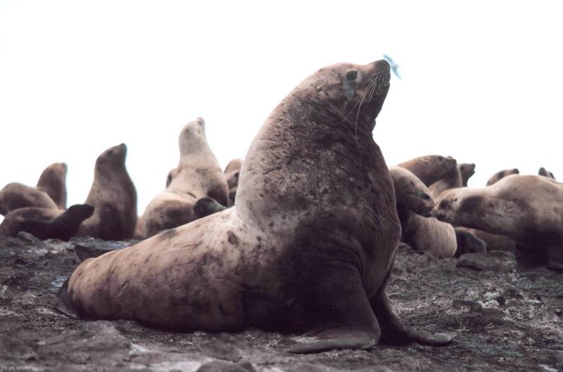 Steller Sea Lion group (Eumetopias jubatus) {!--큰바다사자-->; DISPLAY FULL IMAGE.