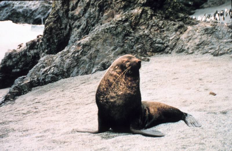 Southern Fur Seal (Arctocephalus sp.) {!--남방물개-->; DISPLAY FULL IMAGE.