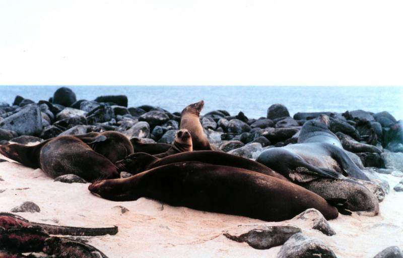 Gal??pagos Sea Lion group (Zalophus californianus wollebaeki) {!--(갈라파고스)바다사자-->; DISPLAY FULL IMAGE.