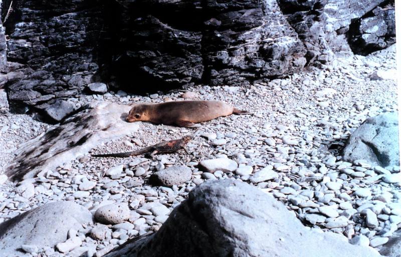 Galapagos Sea Lion (Zalophus californianus wollebaeki) {!--(갈라파고스)바다사자-->; DISPLAY FULL IMAGE.