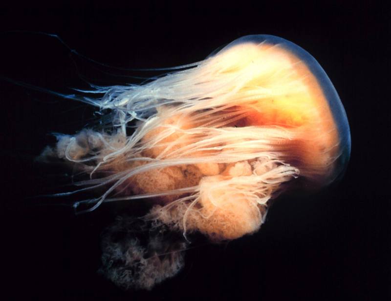 Arctic Lion's Mane Jellyfish (Cyanea capillata) {!--북유령해파리-->; DISPLAY FULL IMAGE.