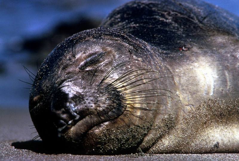 Northern Elephant Seal (Mirounga angustirostris) {!--북방코끼리물범-->; DISPLAY FULL IMAGE.