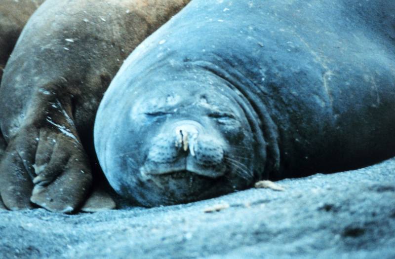 Southern Elephant Seal (Mirounga leonina) {!--남방코끼리물범-->; DISPLAY FULL IMAGE.
