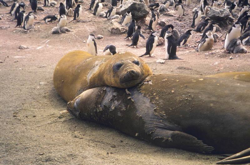 Southern Elephant Seal (Mirounga leonina) {!--남방코끼리물범--> and Chinstrap Penguin flock; DISPLAY FULL IMAGE.