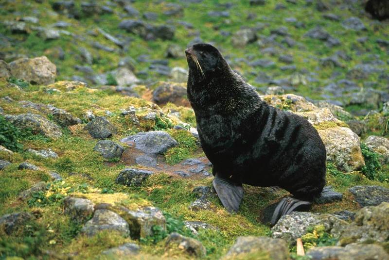 Northern Fur Seal (Callorhinus ursinus) {!--물개-->; DISPLAY FULL IMAGE.