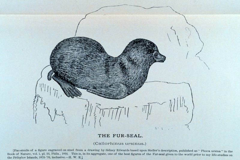 Northern Fur Seal illust (Callorhinus ursinus) {!--물개-->; DISPLAY FULL IMAGE.