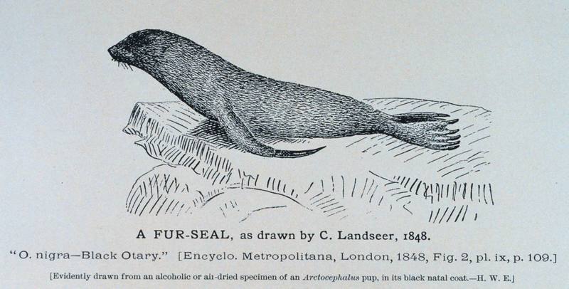 Northern Fur Seal illust (Callorhinus ursinus) {!--물개-->; DISPLAY FULL IMAGE.