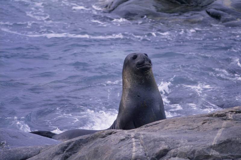 Antarctic Fur Seal (Arctocephalus gazella) {!--남극물개-->; DISPLAY FULL IMAGE.