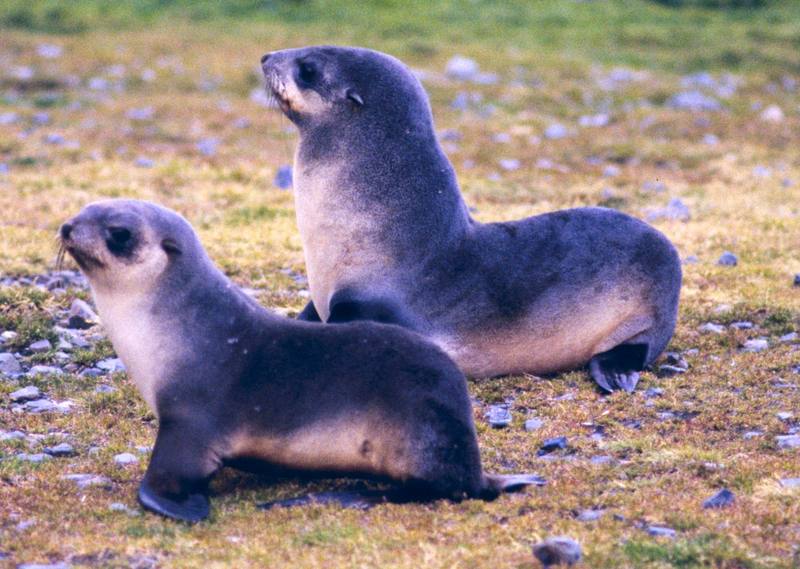 Southern Fur Seal pups (Arctocephalus sp.) {!--남방물개-->; DISPLAY FULL IMAGE.