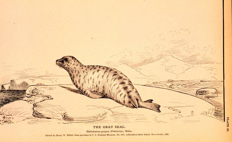 Grey Seal illust (Halichoerus grypus) {!--회색바다표범-->; DISPLAY FULL IMAGE.
