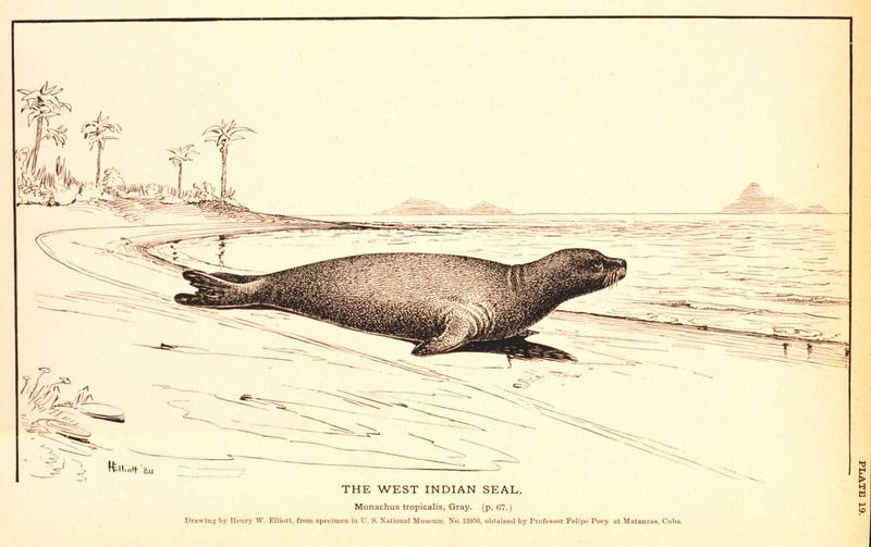 Caribbean or West Indian Monk Seal illust (Monachus tropicalis) {!--카리브해물범-->; DISPLAY FULL IMAGE.