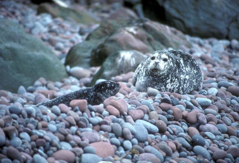 Harbor Seal with pup (Phoca vitulina) {!--물범-->; DISPLAY FULL IMAGE.