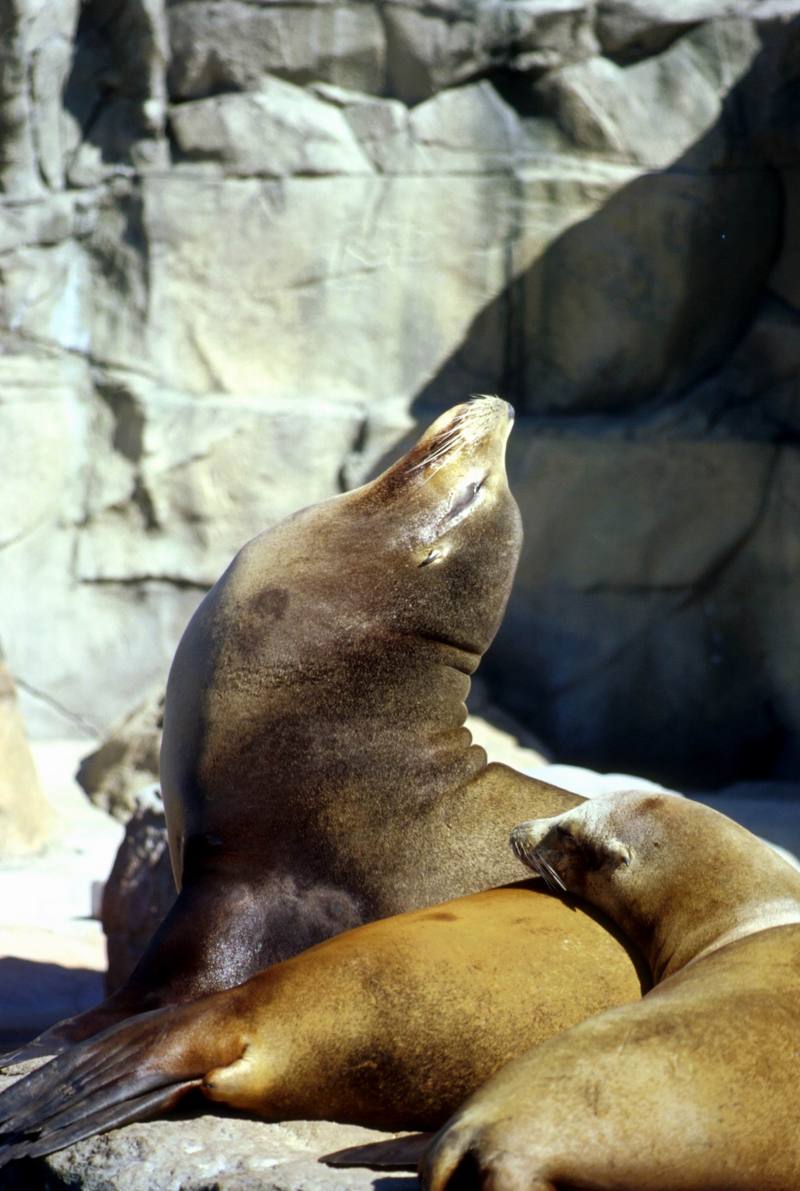 Harbor Seal (Phoca vitulina) {!--물범-->; DISPLAY FULL IMAGE.