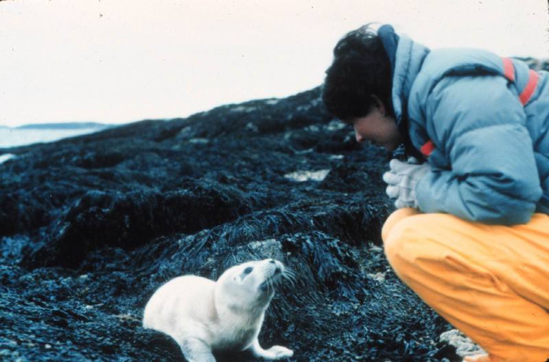 Harbor Seal pup (Phoca vitulina) {!--물범-->; DISPLAY FULL IMAGE.