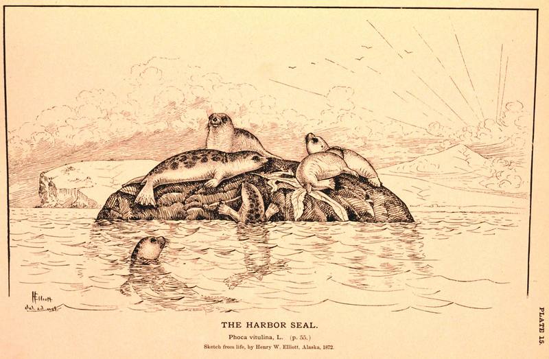 Harbor Seal illust (Phoca vitulina) {!--물범-->; DISPLAY FULL IMAGE.