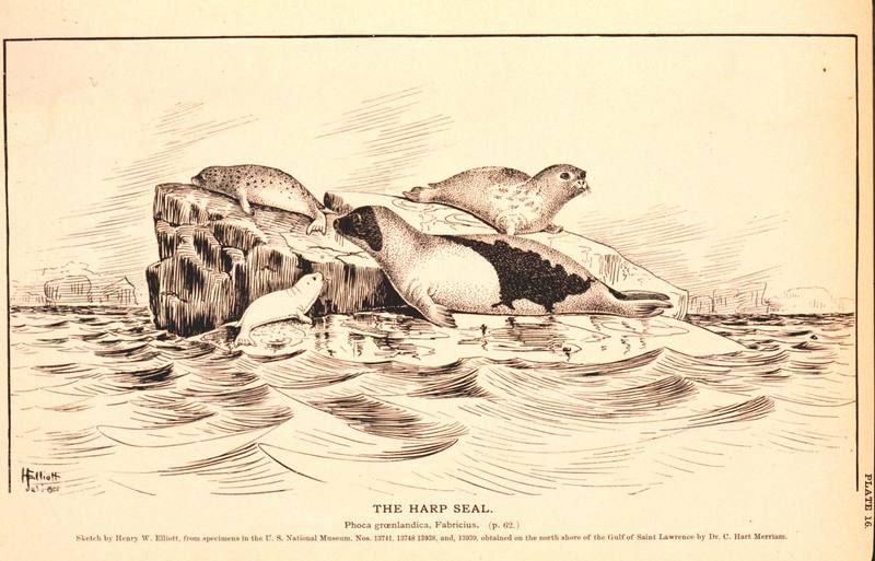 Harp Seal illust (Phoca groenlandica) {!--그린랜드물범(하프물범)-->; DISPLAY FULL IMAGE.