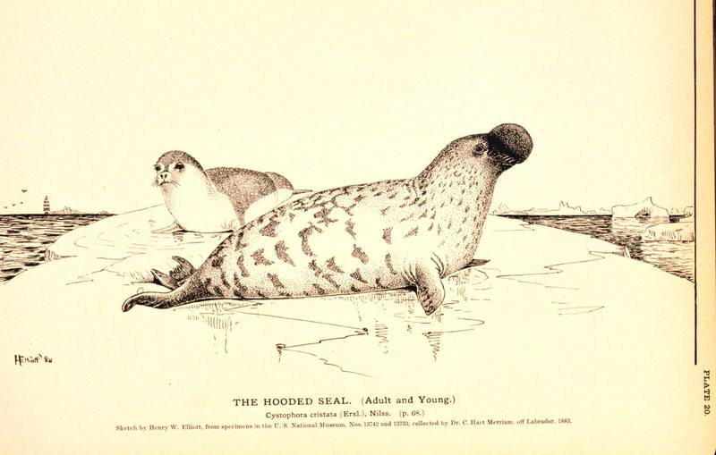 Hooded Seal illust (Cystophora cristata) {!--두건바다표범-->; DISPLAY FULL IMAGE.