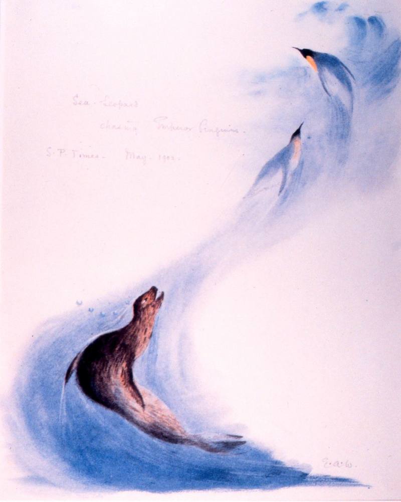 Leopard Seal illust (Hydrurga leptonyx) {!--얼룩바다표범-->; DISPLAY FULL IMAGE.