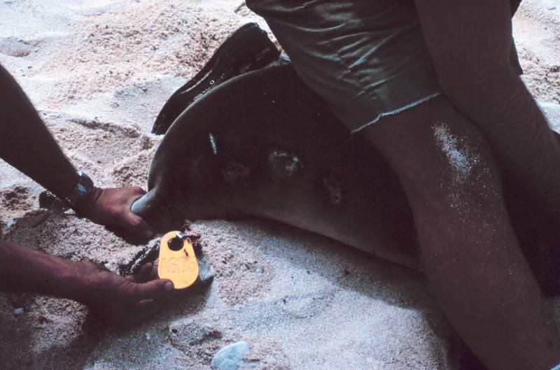 Hawaiian Monk Seal tagging (Monachus schauinslandi) {!--하와이물범-->; DISPLAY FULL IMAGE.