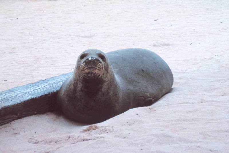 Hawaiian Monk Seal (Monachus schauinslandi) {!--하와이물범-->; DISPLAY FULL IMAGE.