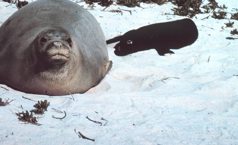 Hawaiian Monk Seal (Monachus schauinslandi) {!--하와이물범-->; DISPLAY FULL IMAGE.