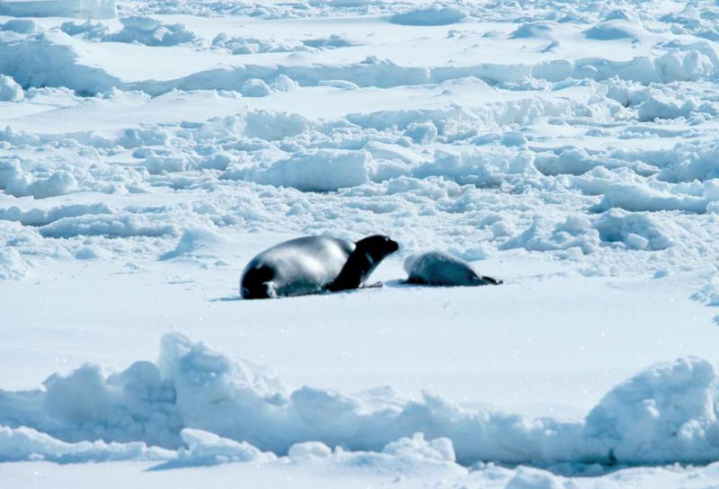 Ribbon Seal pup (Phoca fasciata) {!--흰띠박이물범-->; DISPLAY FULL IMAGE.