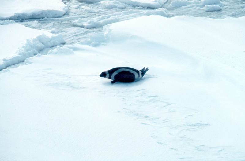 Ribbon Seal (Phoca fasciata) {!--흰띠박이물범-->; DISPLAY FULL IMAGE.