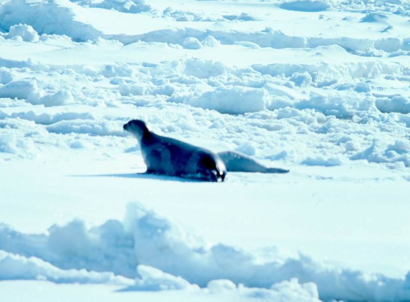 Ribbon Seal (Phoca fasciata) {!--흰띠박이물범-->; DISPLAY FULL IMAGE.