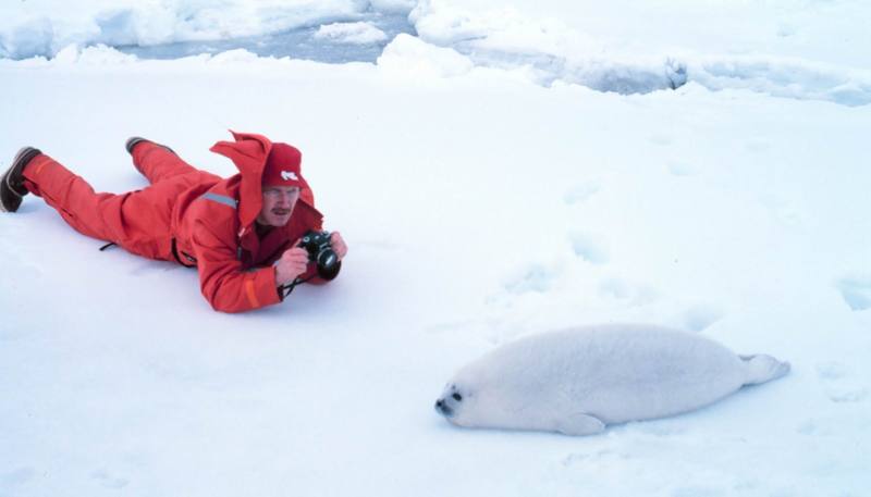 Ribbon Seal pup (Phoca fasciata) {!--흰띠박이물범-->; DISPLAY FULL IMAGE.