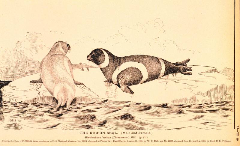 Ribbon Seal illust (Phoca fasciata) {!--흰띠박이물범-->; DISPLAY FULL IMAGE.