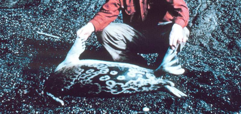 Ringed Seal (Phoca hispida) {!--고리무늬물범(반달바다표범)-->; DISPLAY FULL IMAGE.