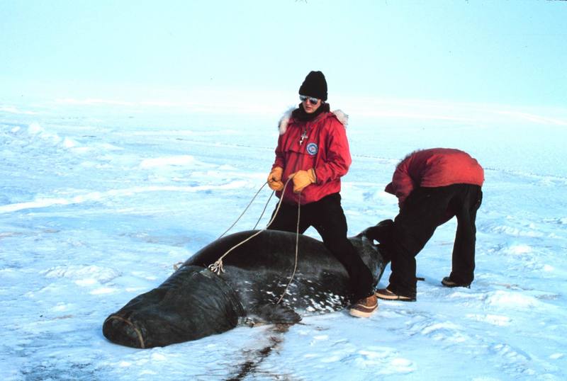 Weddell Seal tagging (Leptonychotes weddellii) {!--웨델해물범-->; DISPLAY FULL IMAGE.