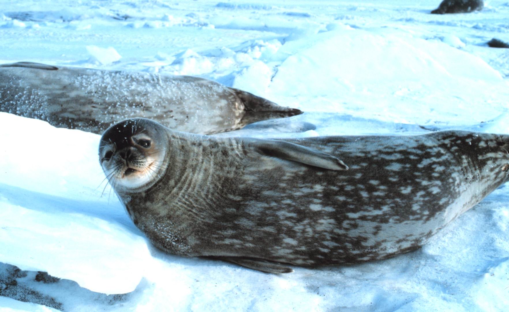 Weddell Seal Leptonychotes Weddellii Image ONLY