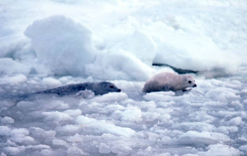 Spotted Seal with pup (Phoca largha) {!--물범-->; DISPLAY FULL IMAGE.