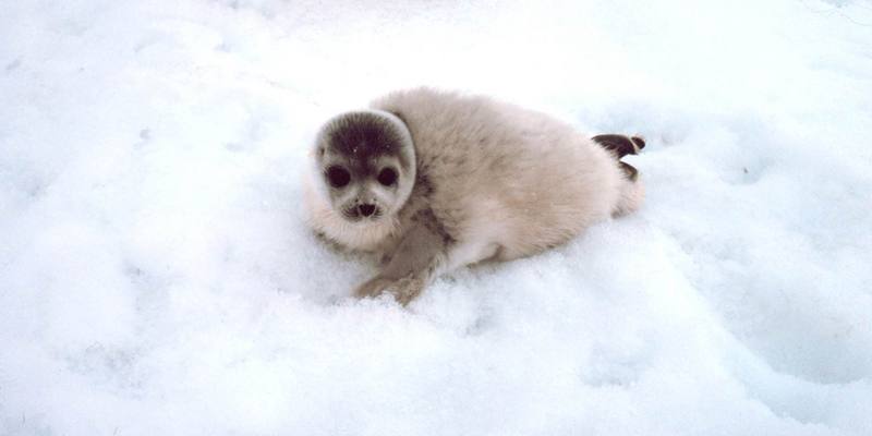 Spotted Seal pup (Phoca largha) {!--물범-->; DISPLAY FULL IMAGE.