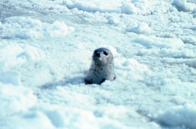 Spotted Seal (Phoca largha) {!--물범-->; DISPLAY FULL IMAGE.
