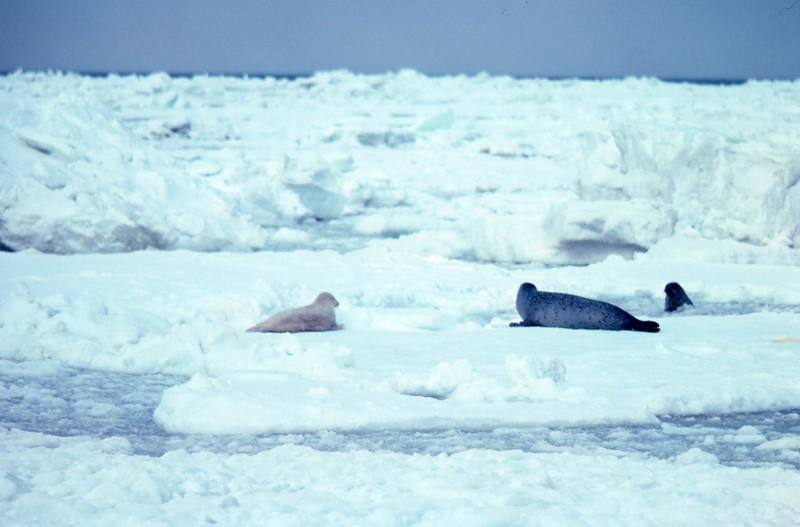 Spotted Seal with pups (Phoca largha) {!--물범-->; DISPLAY FULL IMAGE.