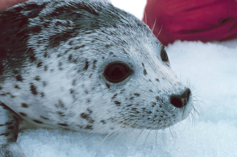 Spotted Seal (Phoca largha) {!--물범-->; DISPLAY FULL IMAGE.