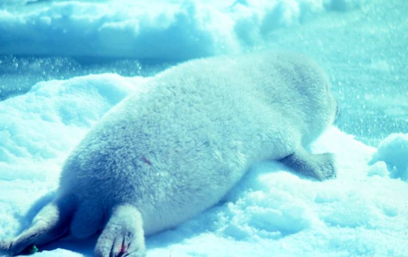 Seal pup (Phocidae) {!--물범과/물범류-->; DISPLAY FULL IMAGE.