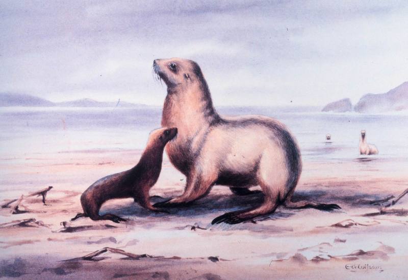 Seal illust (Phocidae) {!--물범과/물범류-->; DISPLAY FULL IMAGE.