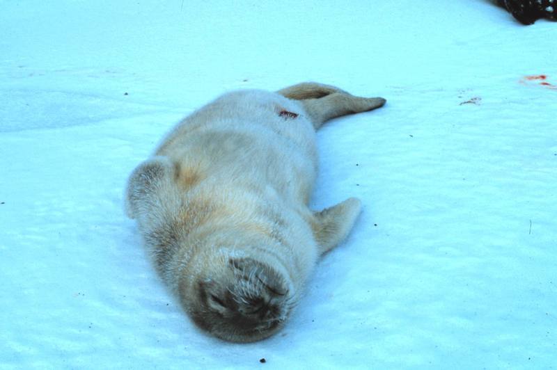 Seal pup napping (Phocidae) {!--물범과/물범류-->; DISPLAY FULL IMAGE.