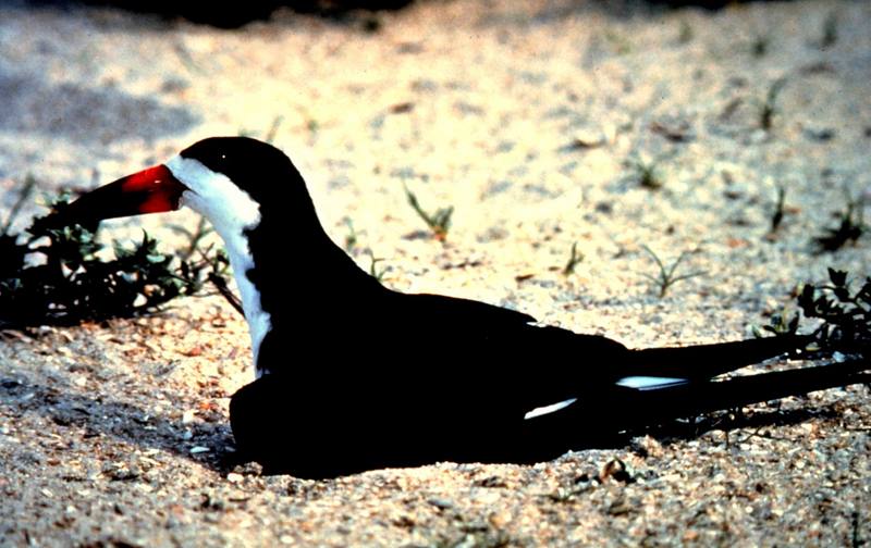 Black Skimmer (Rynchops niger) {!--검은집게제비갈매기-->; DISPLAY FULL IMAGE.