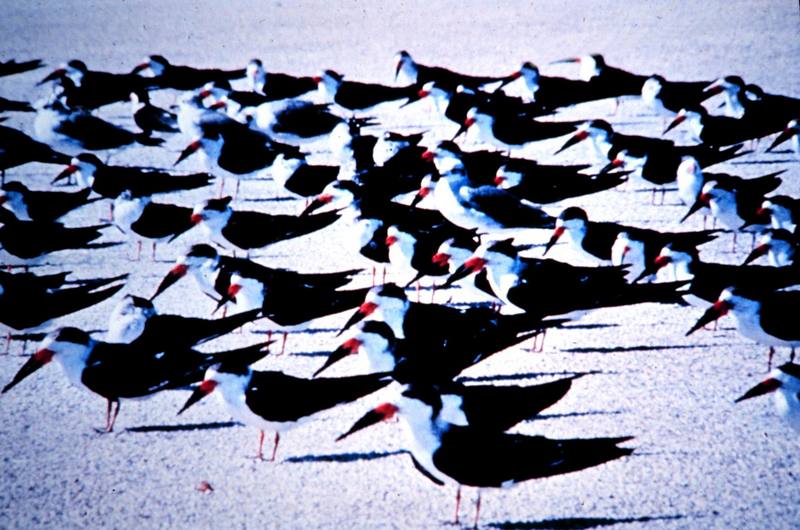 Black Skimmer flock (Rynchops niger) {!--검은집게제비갈매기-->; DISPLAY FULL IMAGE.