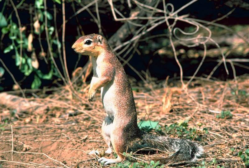 African Ground Squirrel (Xerus sp.) {!--아프리카땅다람쥐-->; DISPLAY FULL IMAGE.