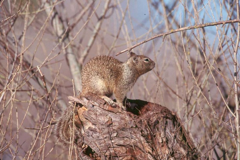 California Ground Squirrel (Spermophilus beecheyi) {!--캘리포니아땅다람쥐-->; DISPLAY FULL IMAGE.