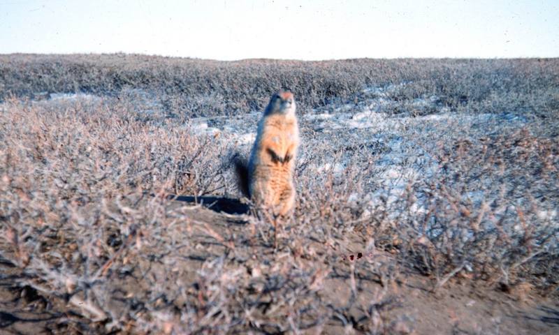 Arctic Ground Squirrel (Spermophilus parryii) {!--북극땅다람쥐-->; DISPLAY FULL IMAGE.