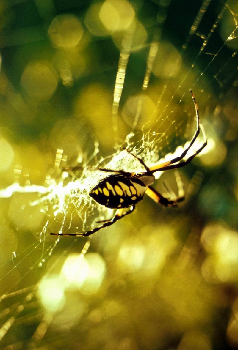 Garden Spider {!--거미(미국)-->; DISPLAY FULL IMAGE.