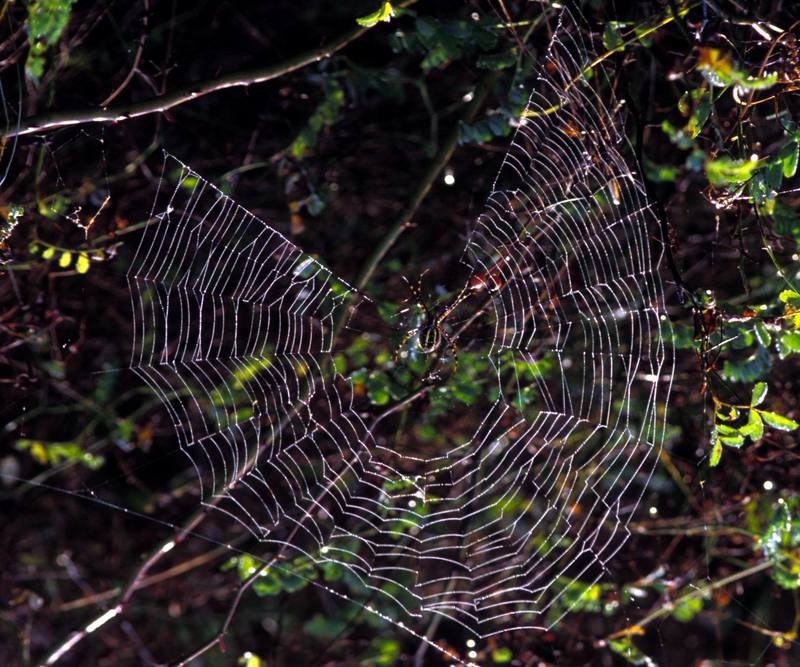 Spider weaving web {!--거미(미국)-->; DISPLAY FULL IMAGE.